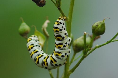 Réf. 246 903 : Cucullia scrophulariae